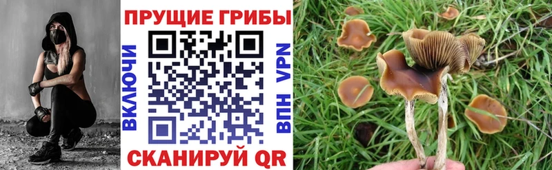 Псилоцибиновые грибы Psilocybe  Снежногорск 